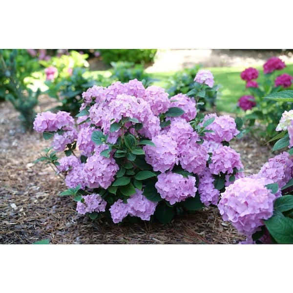 Hydrangea4937★★★　0308 Exhart Solar Hydrangea 1.77 ft. Purple Metal Garden Stake