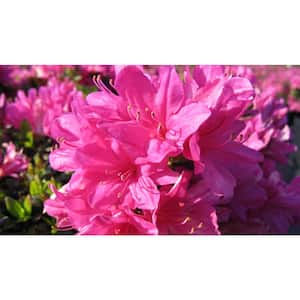 2.5 Qt. Mildred Azalea Plant with Pink Blooms