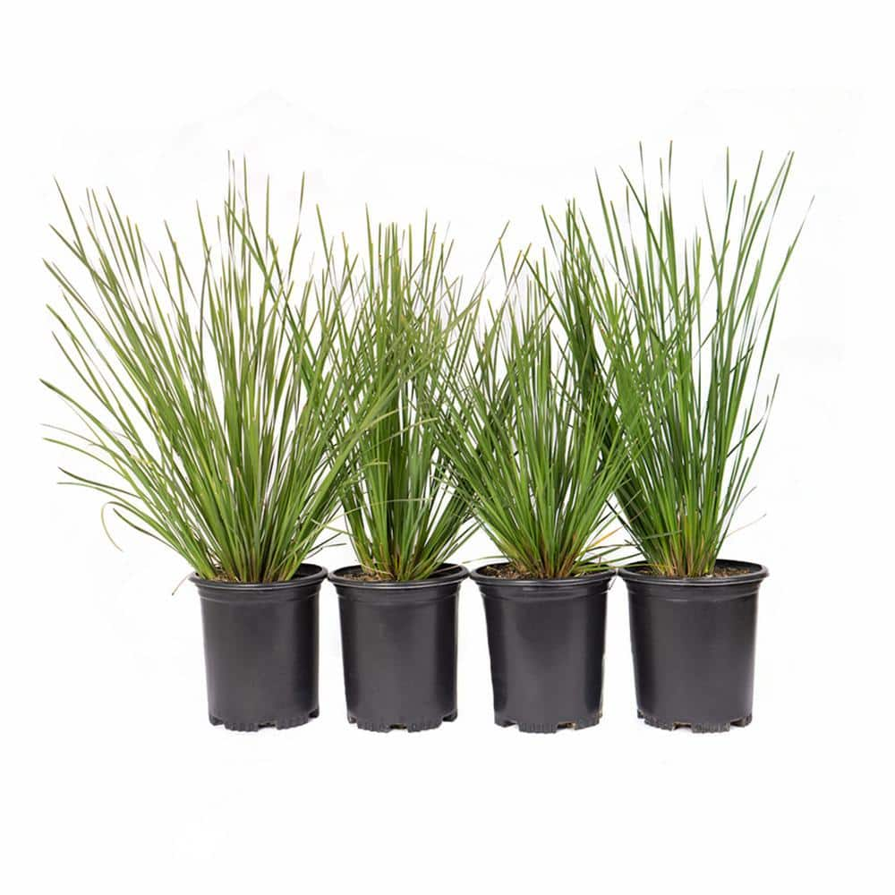 Alder & Oak #1 Container Dwarf Mat Rush Grass (4-Pack) LOBE01 - The ...