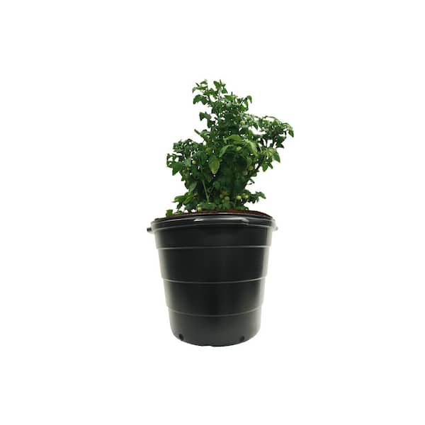 buy dahlia plants Dahlia | Virtuoso® Pinkerific main image 0