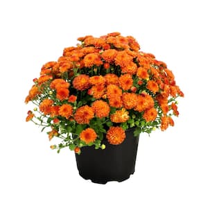 8 in. Chrysanthemum (Mum) Orange (Solo)