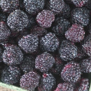 Giant Kiowa Blackberry (Rubus) Live Bareroot Fruiting Plant (1-Pack)