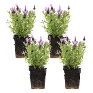 1.71 Pint Spanish Lavender Plant (4-Pack)