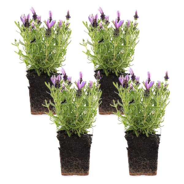 Vigoro 1.71 Pint Spanish Lavender Plant (4-Pack)