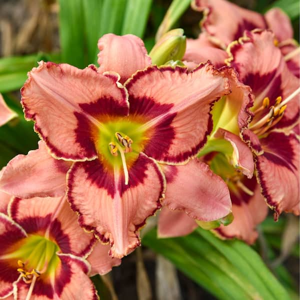 0.65 Gal. Rainbow Rhythm Fearfully and Wonderfully Made Daylily (Hemerocallis Hybrid) Live Plant with Pink Flowers