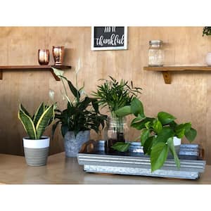 O2 for You Indoor Houseplant Collection in 4 in. Grower Pot, Avg. Shipping Height 10 in. Tall (4-Pack)
