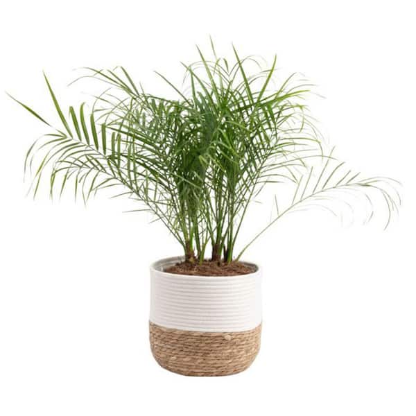 Costa Farms Roebellini, Pygmy Date Palm Indoor Plant in 10 in. Decor Weave Pot, Avg. Shipping Height 3-4 ft. Tall