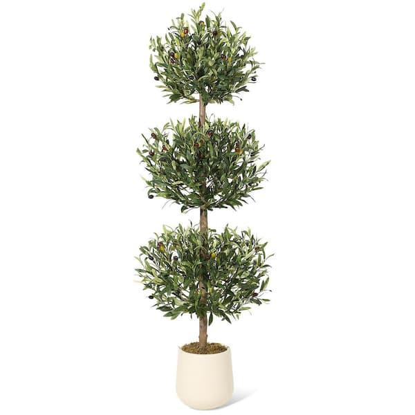 フィカス ウンベラータ S-shaped tree form8号 141cm