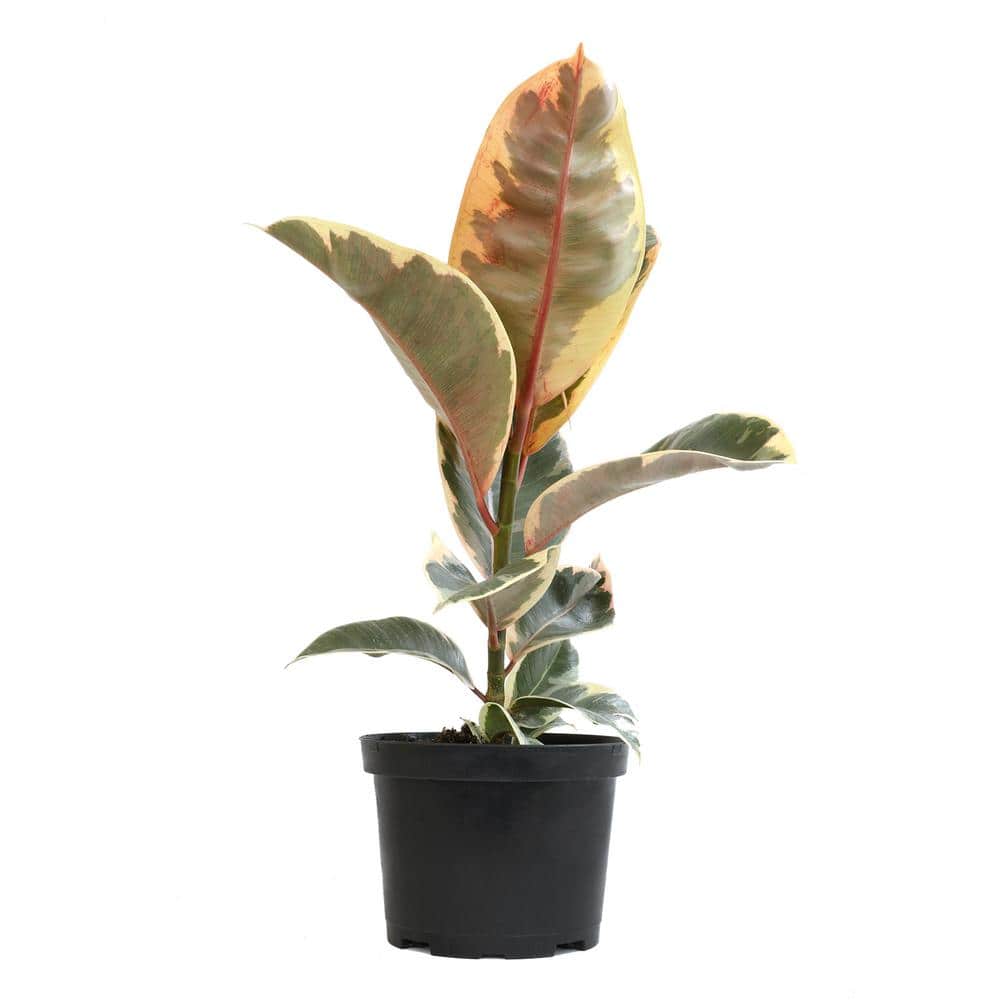 Variegated Ficus Tineke Rubber Tree in Black Plastic Pot