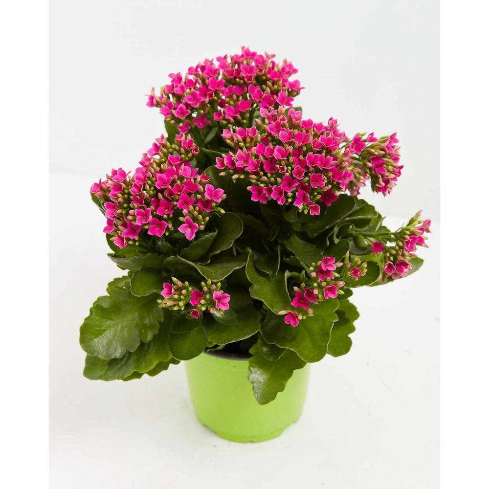 LIVELY ROOT 6 in. Blooming Kalanchoe Flower (Kalanchoe) Plant in Grower ...