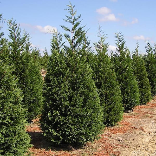 Unbranded 7 Gal. Leyland Cypress Evergreen Privacy Tree