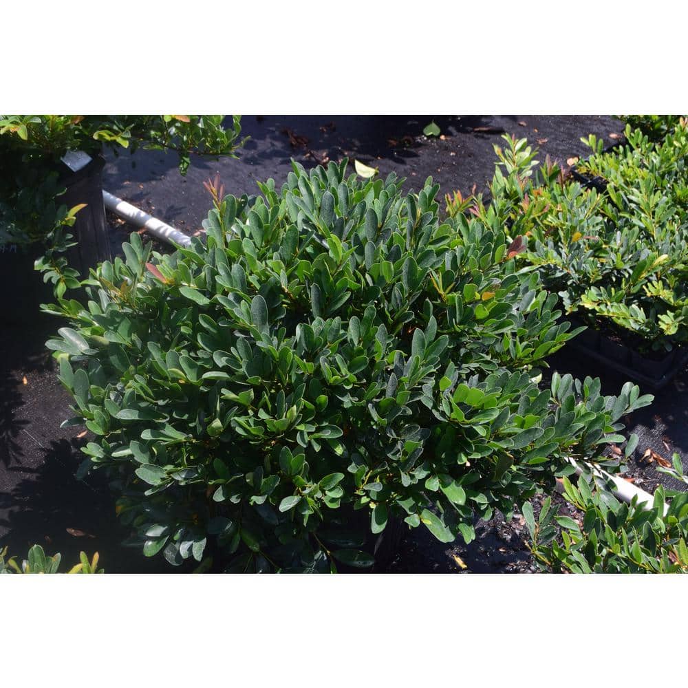 3 Gal. Emerald Cascade Distylium, Evergreen Shrub with Plum New Foliage and Sun Loving and Tight Branching price history on PriceWatchPro