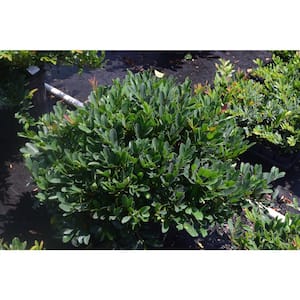 3 Gal. Emerald Cascade Distylium, Evergreen Shrub with Plum New Foliage and Sun Loving and Tight Branching