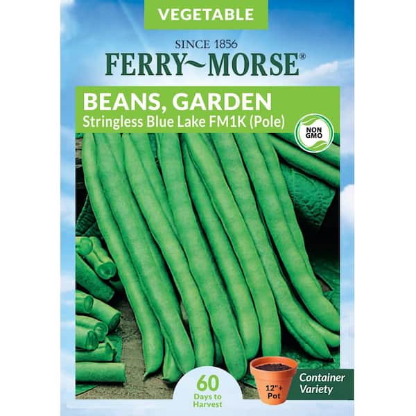 Ferry-Morse Bean Blue Lake Stringless FM1K Fruit Seed