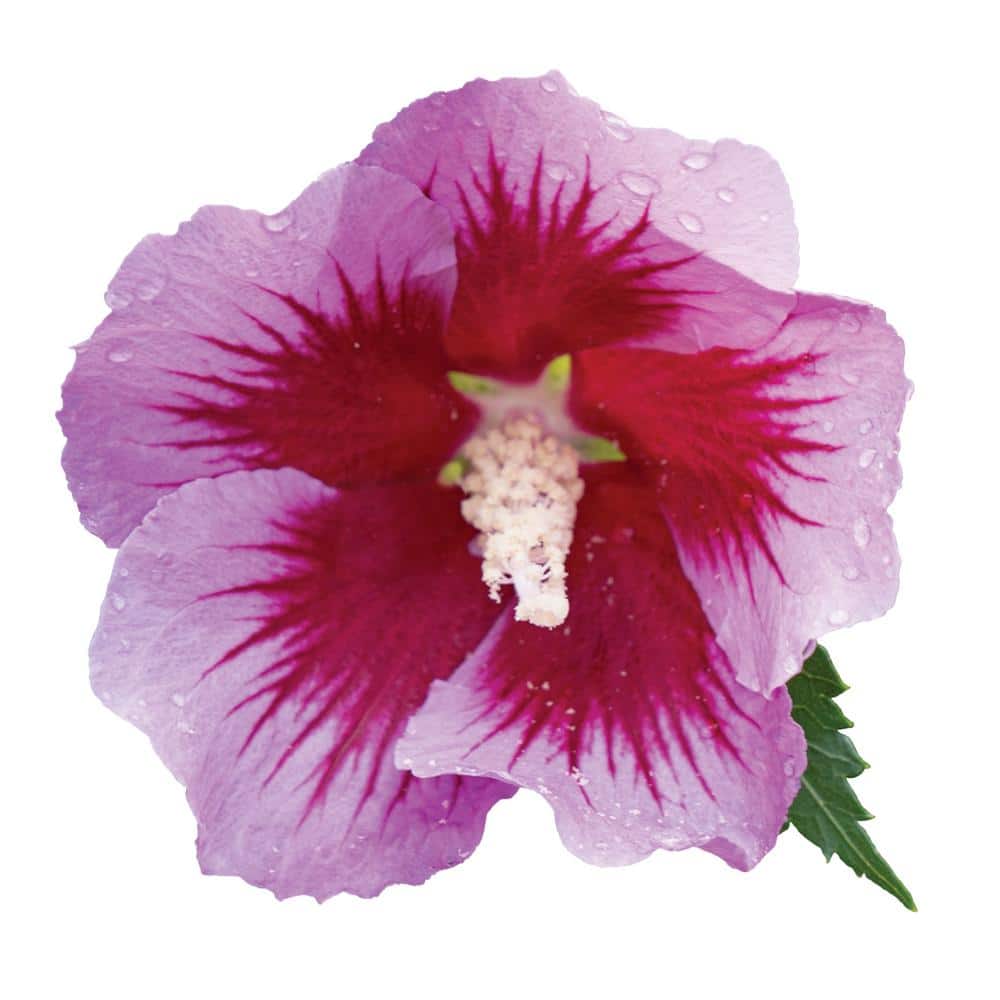 Purple Pillar Hibiscus Shrub with Lush Green Foliage