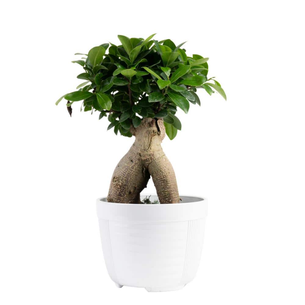 Ficus Microcarpa in Decorative Bowl with Stones