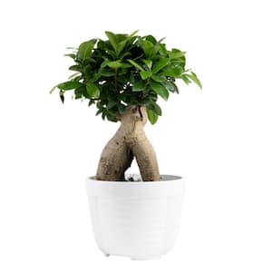 Ficus Bonsai Indoor Plant in 6 in. White Pot, Average Shipping Height 1-2 ft. Tall