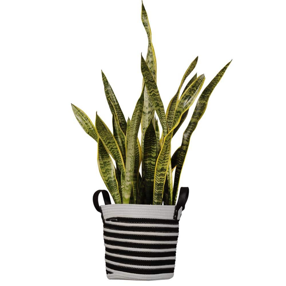 United Nursery Snake Plant Sansevieria Laurentii Plant 26 in. to 30 in