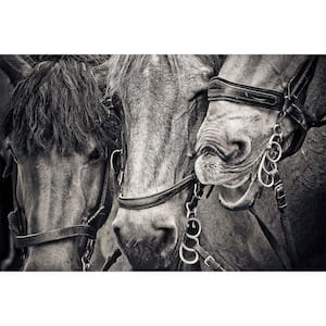 Reins Frameless Black and White Natural Photography Wall Art 36 in. x 14 in.