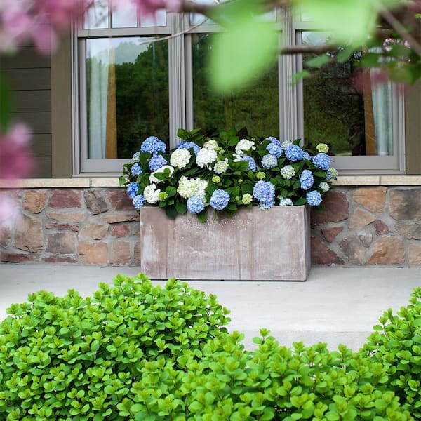 Endless Summer 2 Gal. The Original Reblooming Hydrangea Flowering