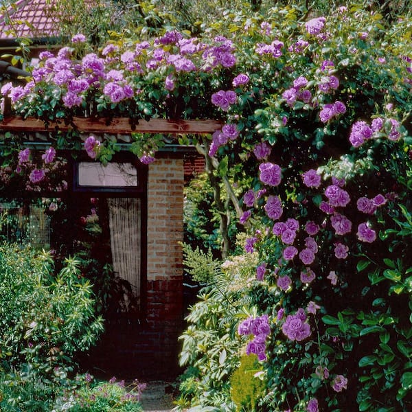 national PLANT NETWORK Bare Root Angel Face Rose with Purple