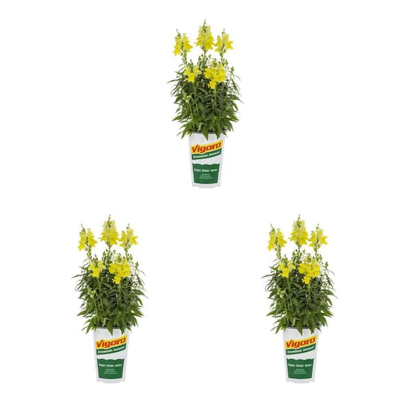 Vigoro 2 qt. Vigoro Snapdragon Snaptastic Yellow Annual Plant (3-Pack)