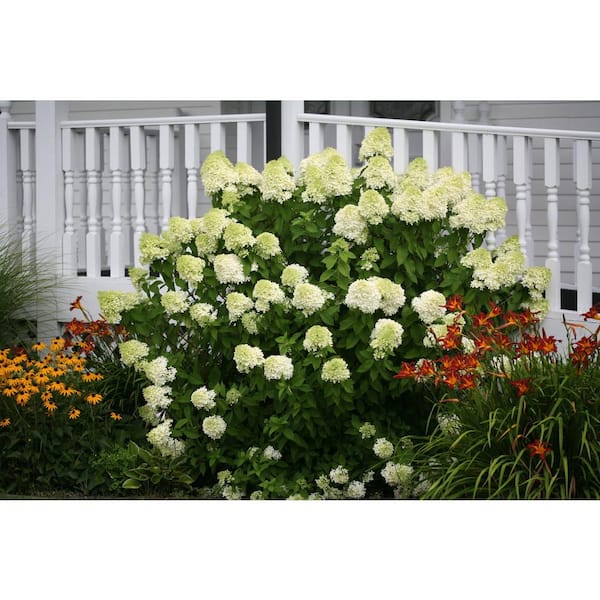 Hydrangea4936　0705 Proven Winners Pink Gatsby Pink Oakleaf Hydrangea