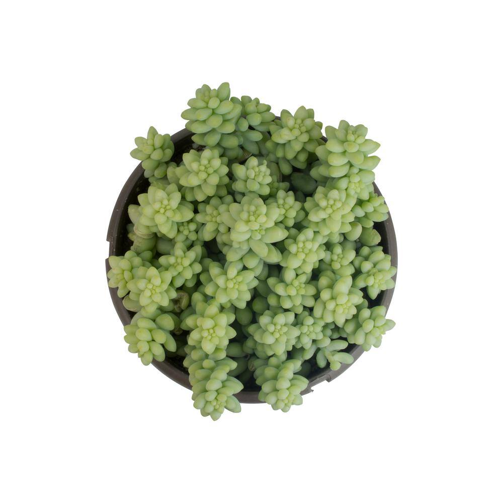 Sedum 'Burrito' Multicolor Trailing Succulent in Plastic Pot