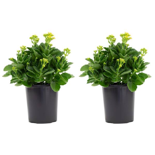 Vigoro 2.5 Qt. Kalanchoe Plant Yellow Flowers in 6.33 In. Grower's Pot (2-Plants)
