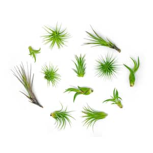 Air Plants Assorted Small (12-Pack)