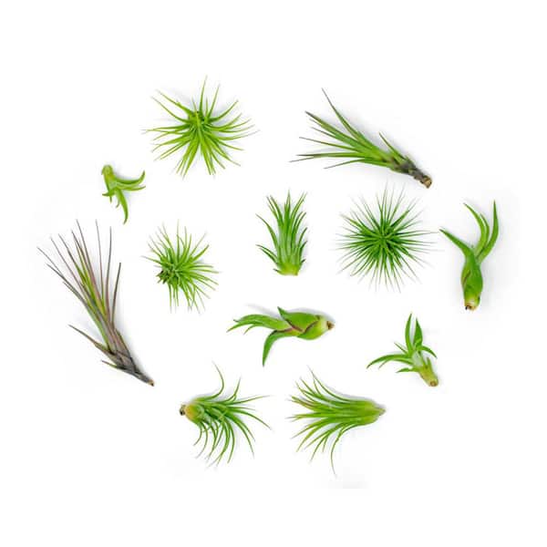 ALTMAN PLANTS Air Plants Assorted Small (12-Pack)
