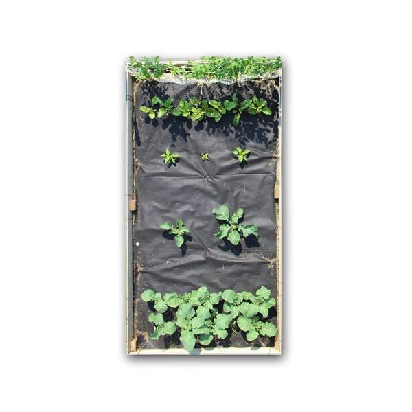 Seedsheet 48 in. x 96 in. Raised Bed Garden Veggie Medley Kit with Peas, Rainbow chard, Bell Peppers, Cauliflower and Broccoli