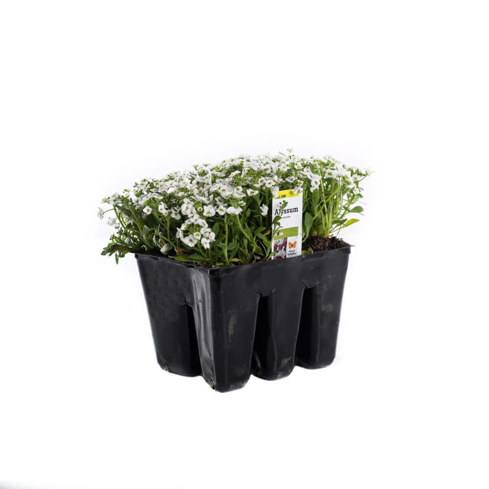 Alyssum Plant (6Pack) 1002971789 The Home Depot