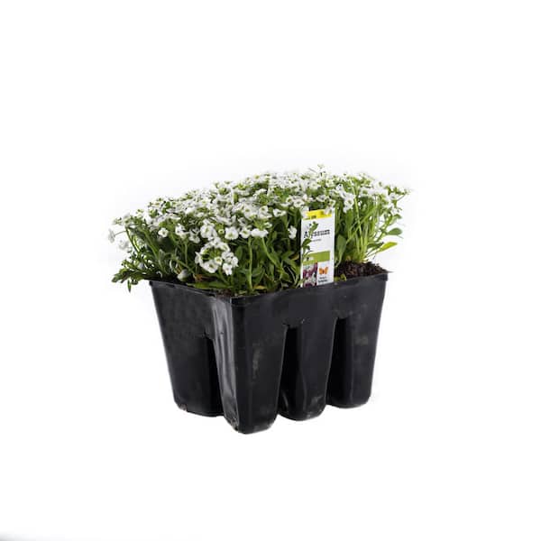 Unbranded Alyssum Plant (6-Pack)