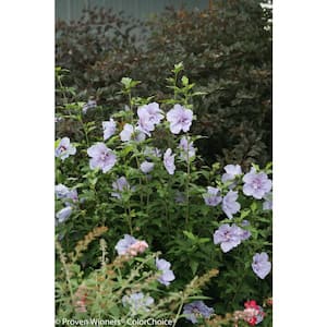 1 Gal. Blue Chiffon Rose of Sharon (Hibiscus) Live Shrub, Blue Flowers