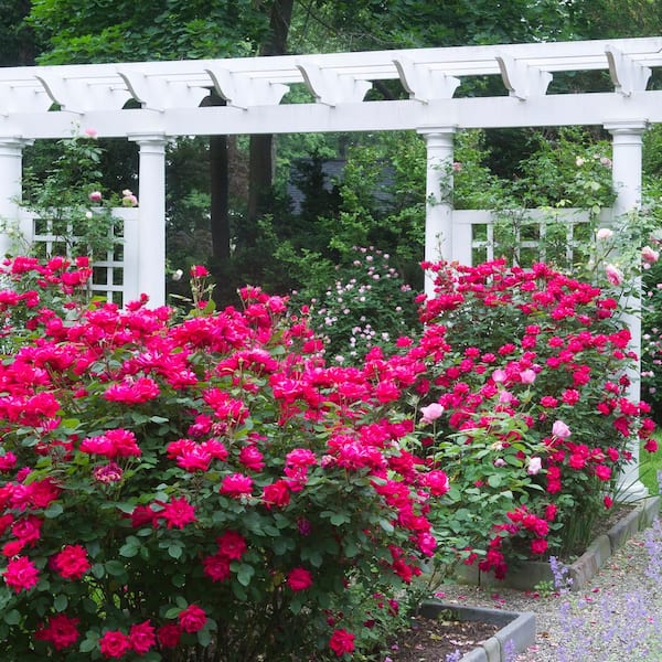 KNOCK OUT - 2 Gal. Red Double Knock Out Rose Bush with Red Flowers