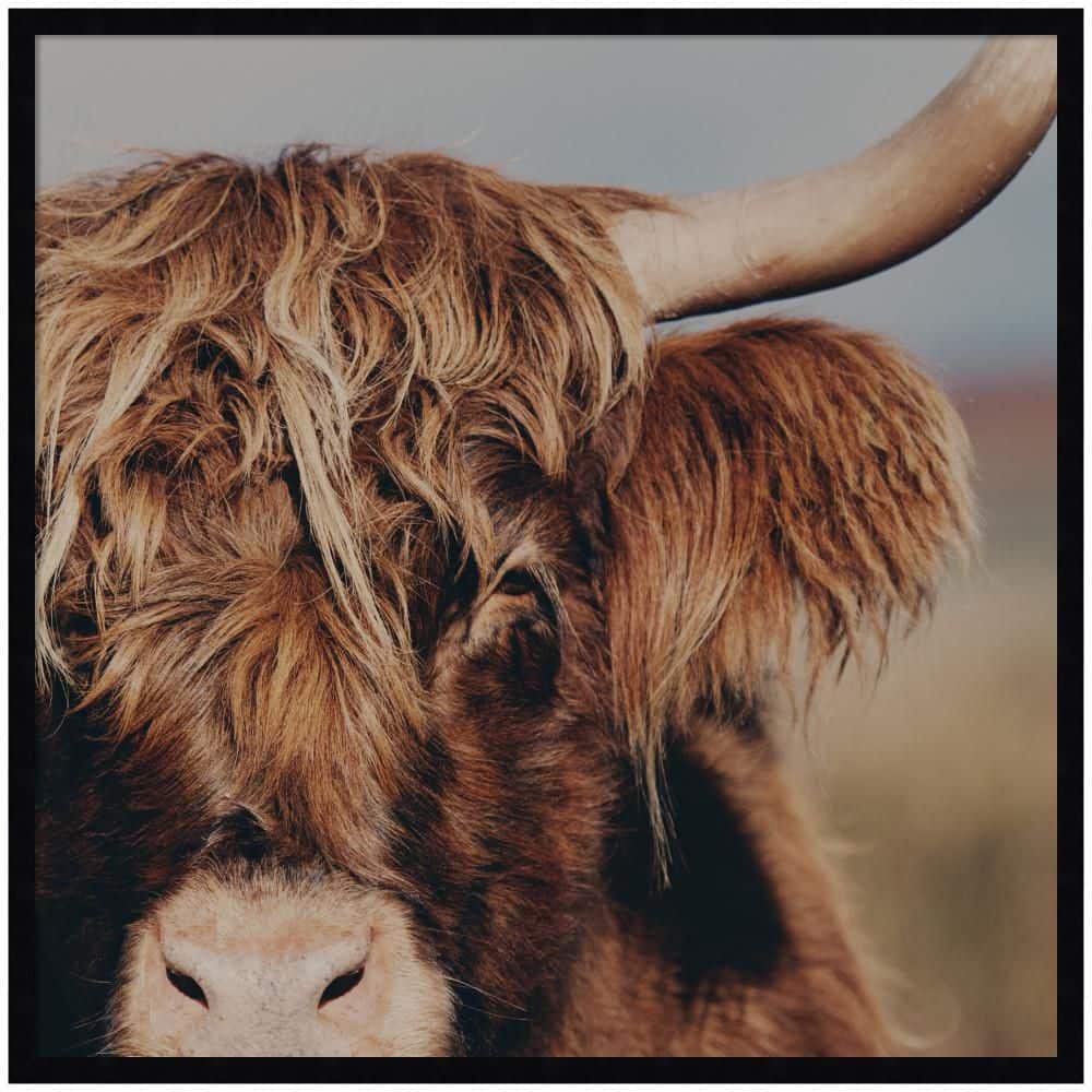 "Svelte ""Nosy Highland"" by Laura Evans Animals Framed Art Print 33 in. x 33 in." price history on PriceWatchPro