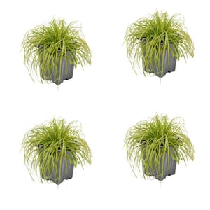 1.0 QT. Grass Carex oshimensis Eversheen (4-Pack)