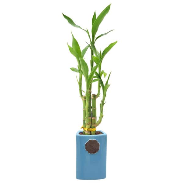 Arcadia Garden Products 2-1/2 in. 5-Stem Lucky Bamboo Contour II Blue Ceramic Planter