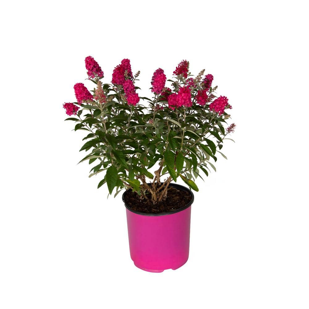 butterfly-candy-perennials- butterfly-candy-perennials-