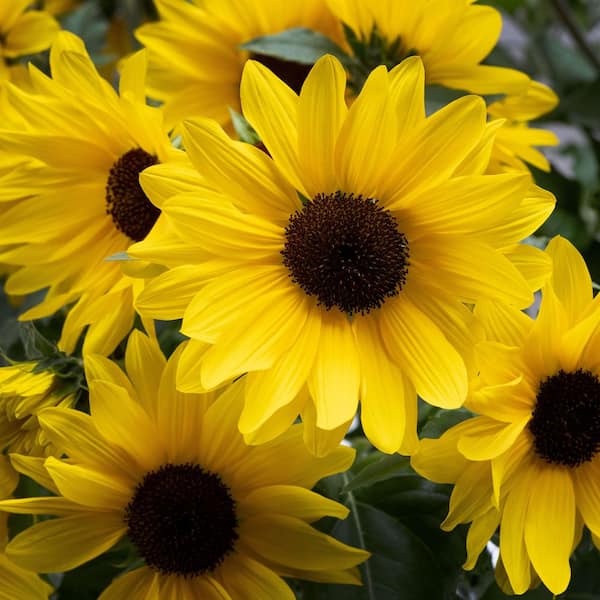 Vigoro 2 Gal. Sunflower Sunfinity Yellow in Decorative Planter
