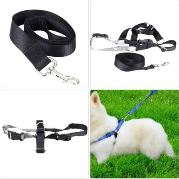 pets at home long dog lead