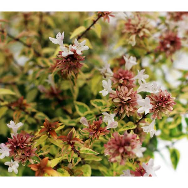 SEASON TO SEASON 2G Carolina Sunset Abelia Flowering Shrub with White Blooms