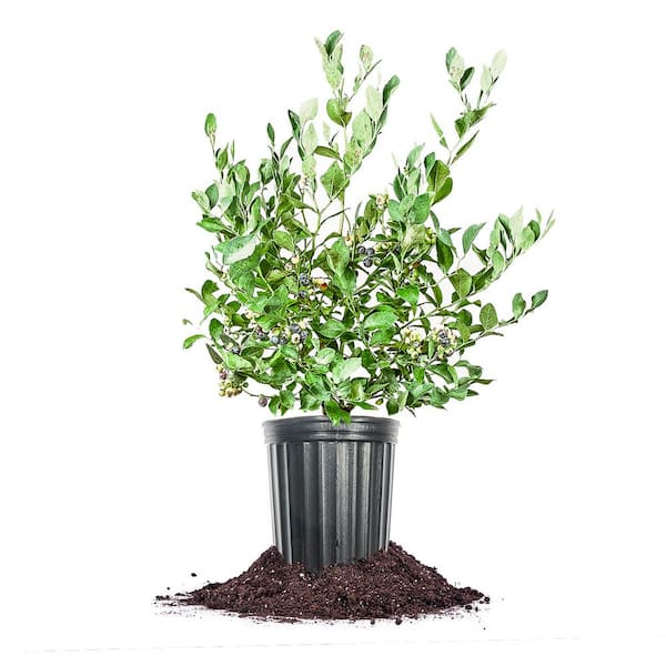 Unbranded Powder Blue Blueberry Shrub in 1 Gal. Grower's Pot