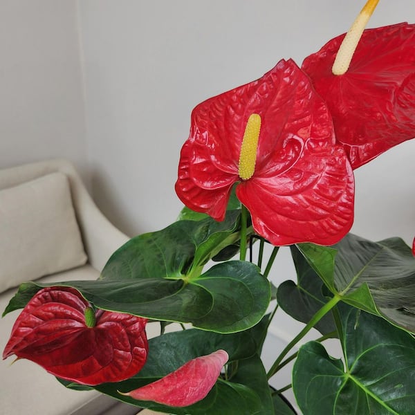 ALTMAN PLANTS Large Flowering Anthurium, Easy Clean Air Live Indoor Plant,  8 in. Grower Pot, Red Flamingo Flower, Approx. 24 in. Tall 0881661
