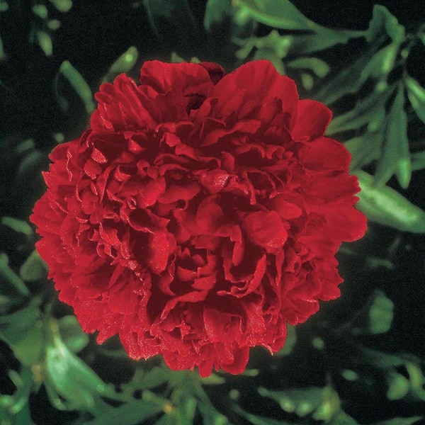 Felix Supreme Peony Dormant Bare Root Red Flowering Perennial Starter Plant Roots (3-Pack)