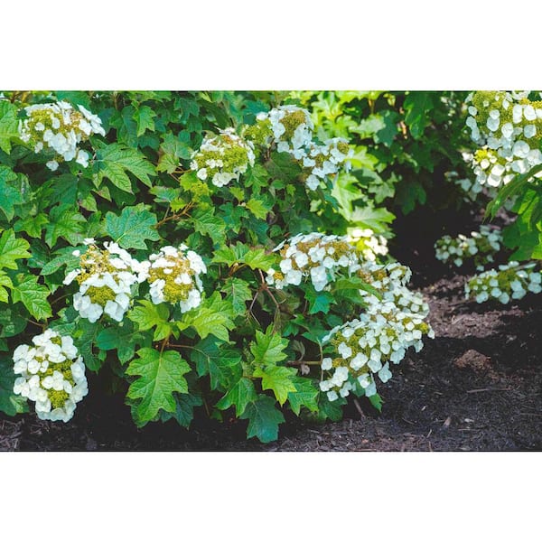 スポーツトイ・アクショントイ hydrangea Aquilegia Hydrangea Toy Soldier™ Oakleaf Hydrangea – Wayside Gardens