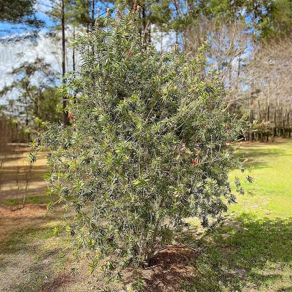 1 Gal. Red Flowering Bottlebrush Tree BOTRED01G - The Home Depot
