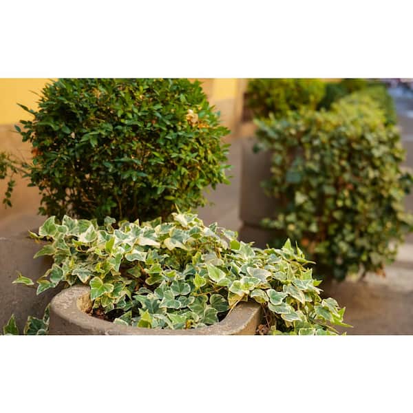 4 in. Variegated English Ivy Plant Live Perennial Groundcover Plant (6-Pack)