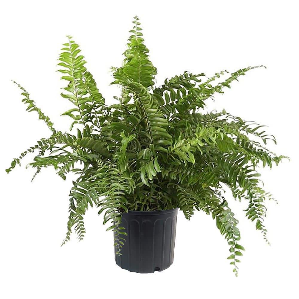 10 in. Macho Fern Plant with Green Foliage